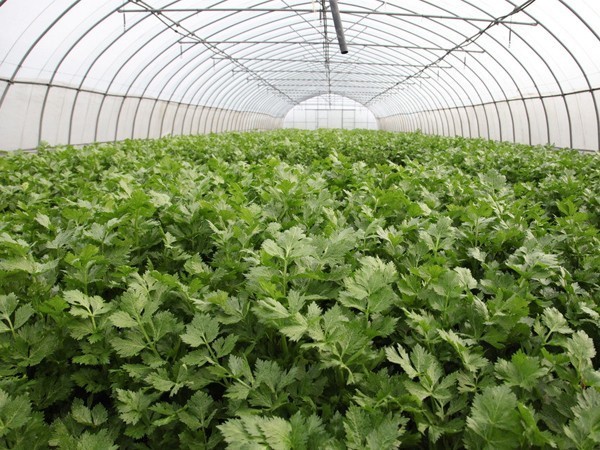 大棚陰天下雨可以打葉面肥嗎?噴施注意問(wèn)題